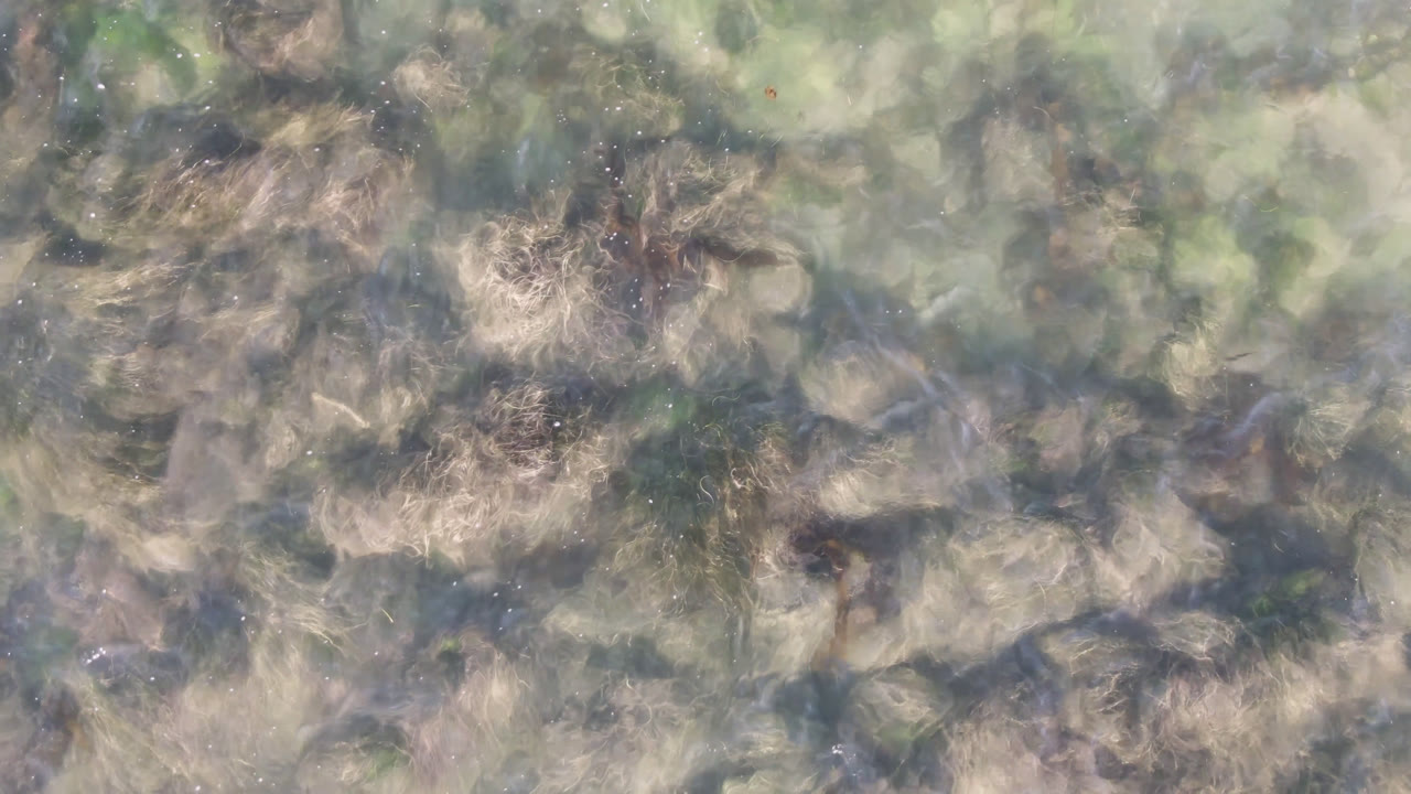 Blurred pale green water in Bahia Ascuncion shows scattered brown seaweed forms under the surface with no visible people.