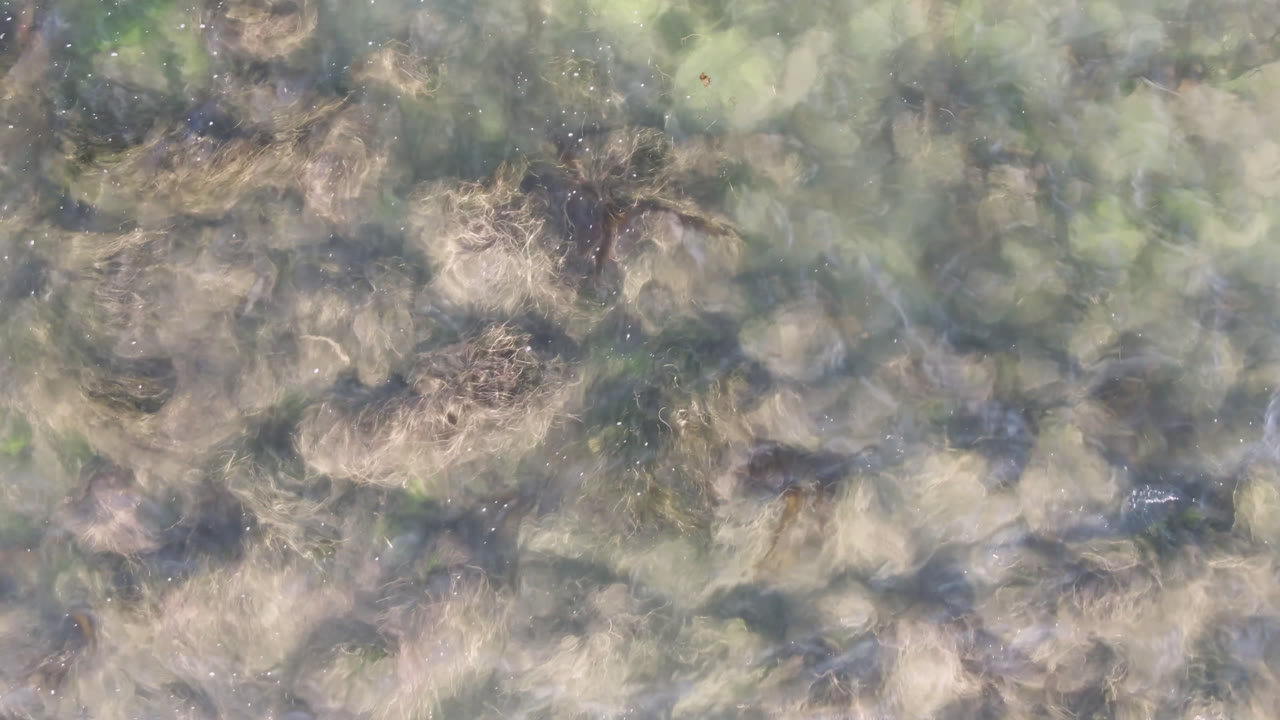 Close water texture with dense seaweed patches