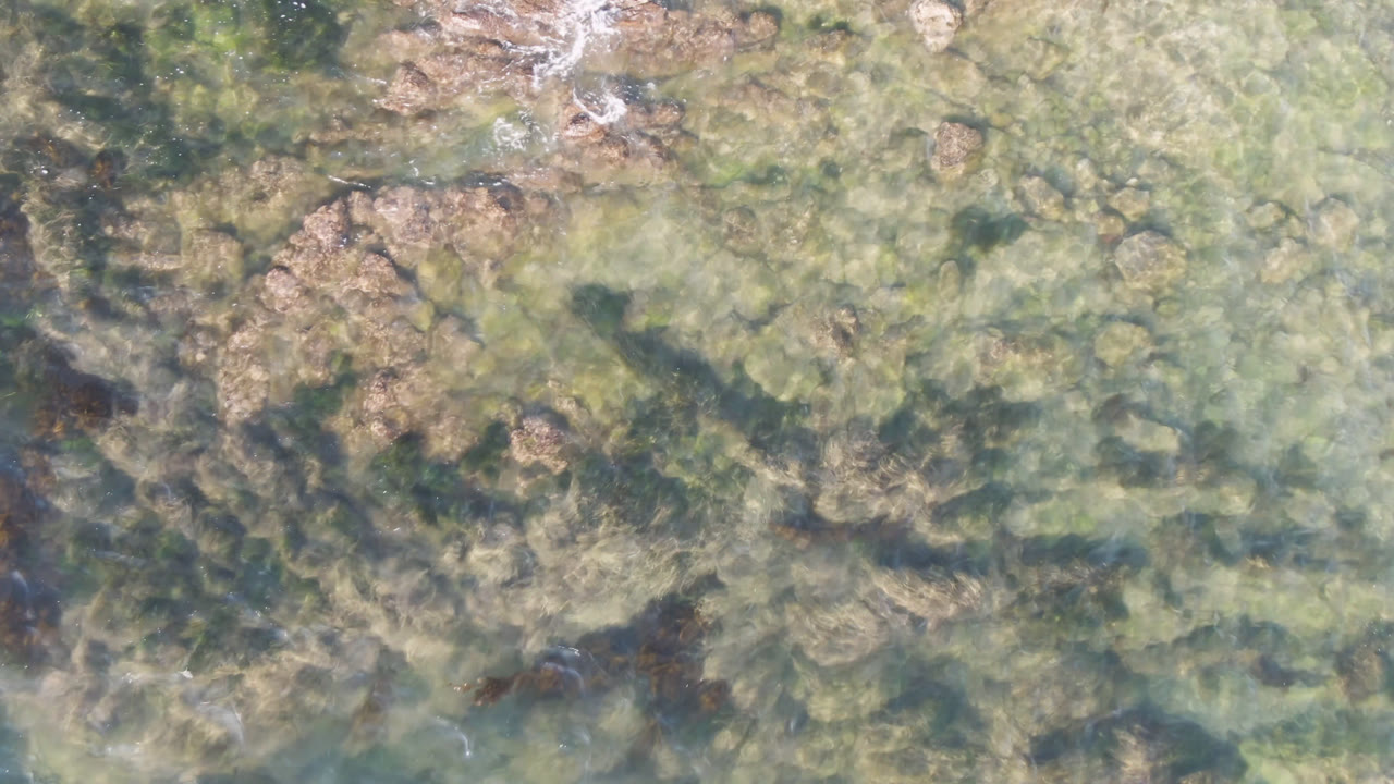Overhead view of green water with rocks and scattered floating seaweed.