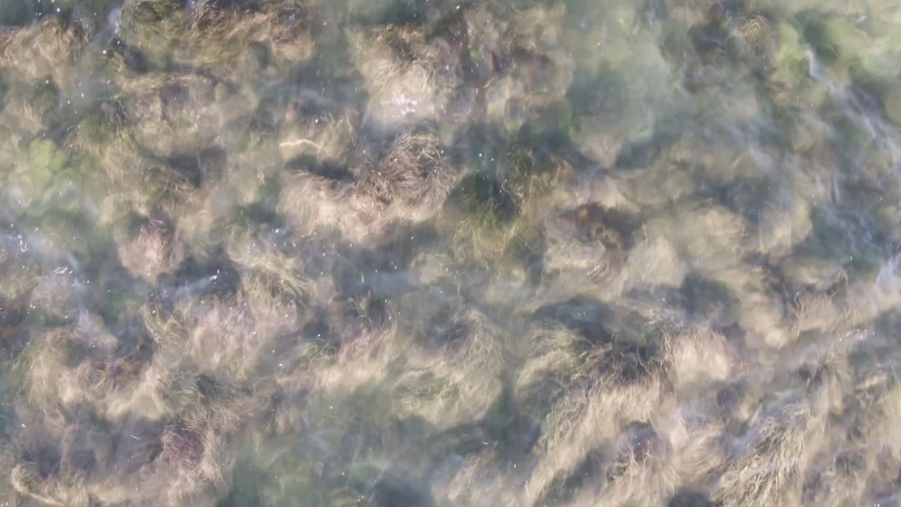 Overhead view of pale coastal water and floating seaweed patterns in Bahia Ascuncion, Baja California Sur, with no visible people.