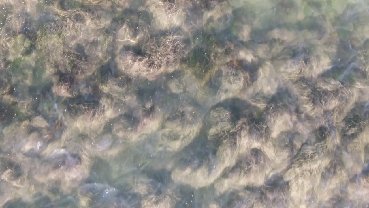Top-down Bahia Ascuncion water frame with soft green-blue shallows, clustered seaweed patches, and no visible people.