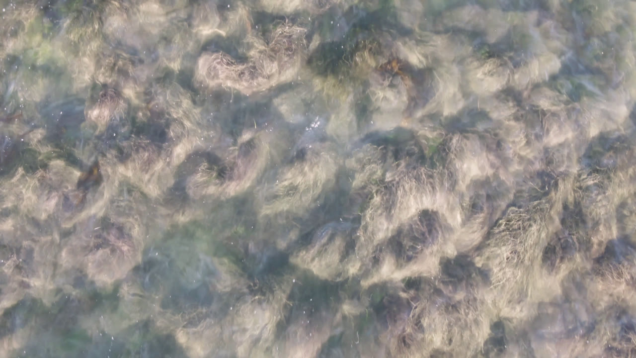 Seaweed patterns under lightly rippled water