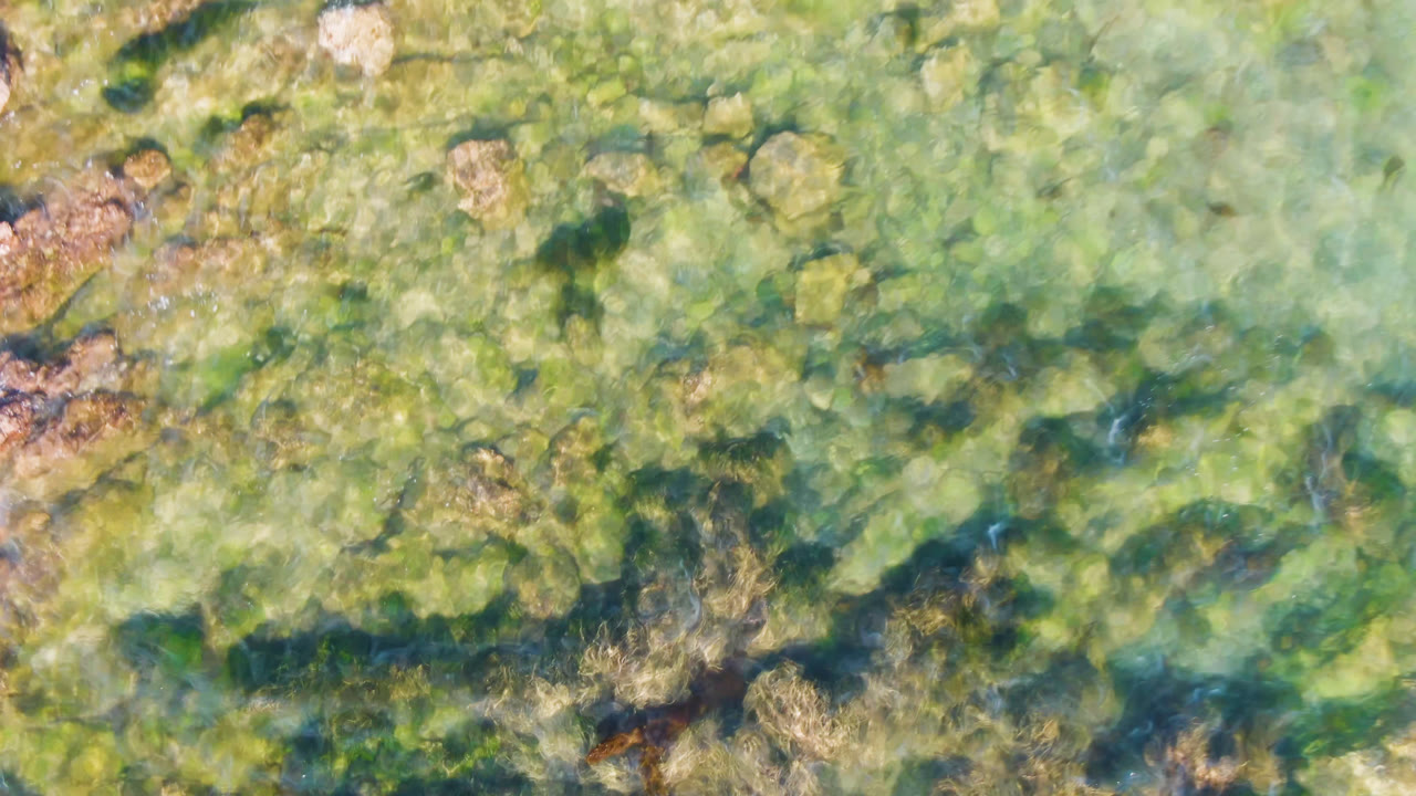 Top-down aerial view of clear green water over submerged rocks and seaweed in Bahia Ascuncion, Baja California Sur, with no visible people.
