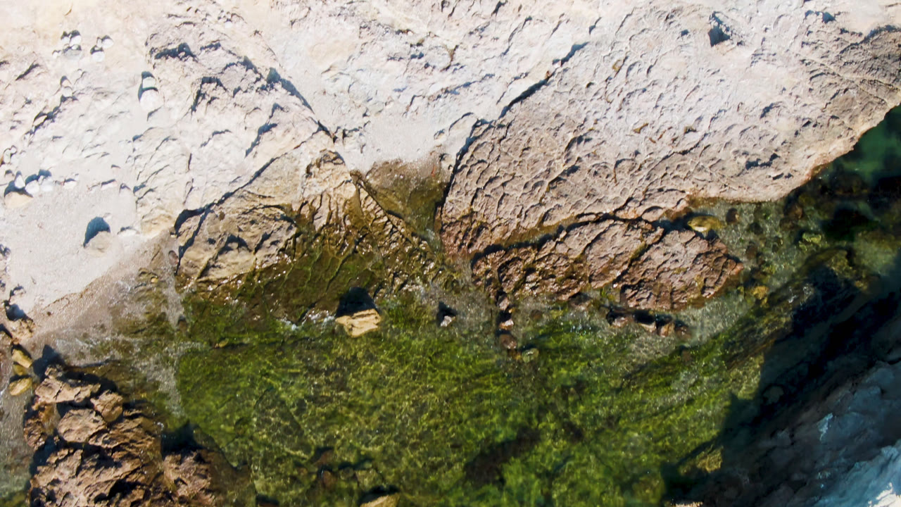 Top-down coastal rock with algae and small stones