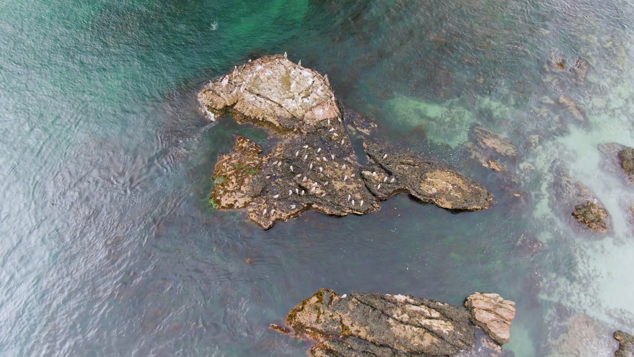 Overhead frame from Bahia Ascuncion showing small birds perched on a dark rocky outcrop surrounded by green-blue shallow water, with no visible people.