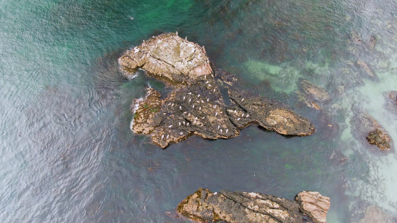 At 0:01, the Bahia Ascuncion overhead view holds on birds scattered across the rocks while pale underwater patches show through the rippled water, with no visible people.