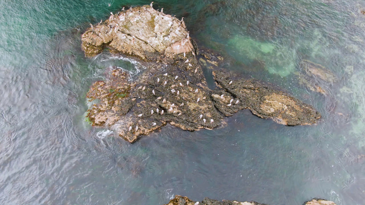 Overhead frame from Bahia Ascuncion showing small birds perched across a rocky outcrop surrounded by blue-green water and faint surf, with no visible people.