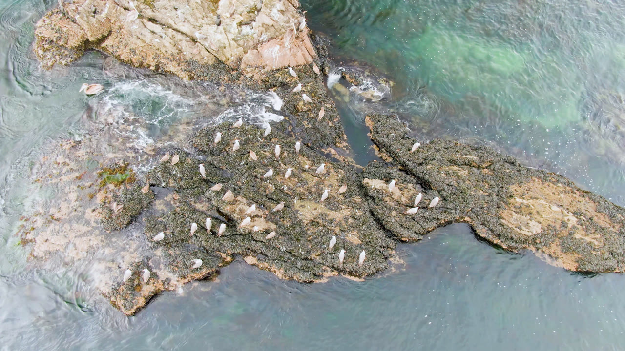 Overhead view in Bahia Ascuncion, Baja California Sur, showing white birds on jagged shoreline rocks with turquoise water around them and no visible people.