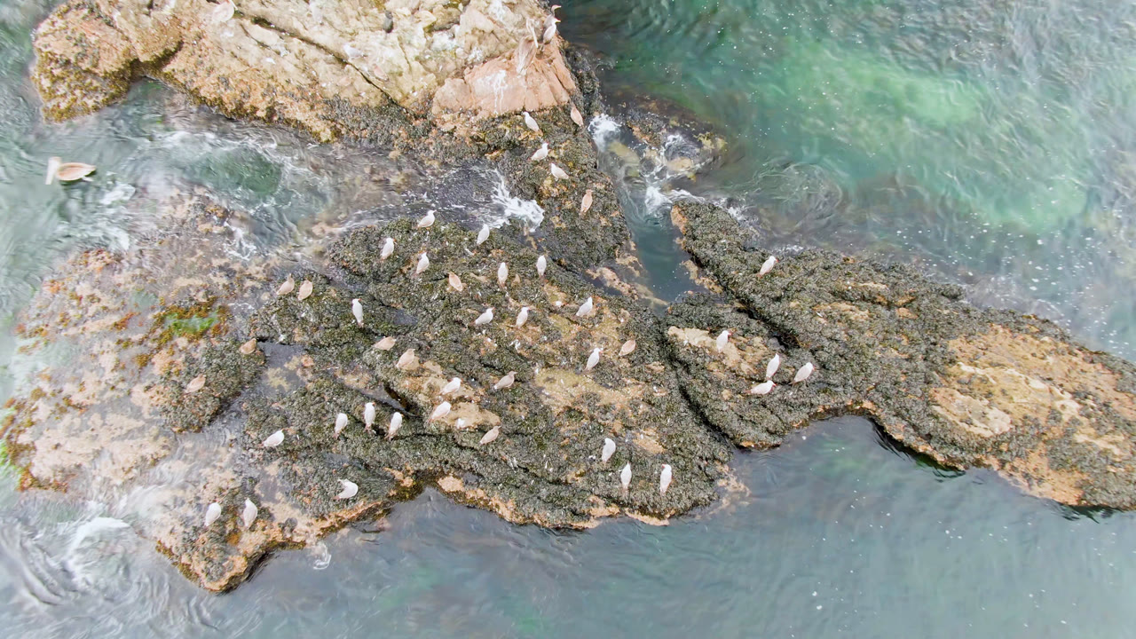 At 0:01, the Bahia Ascuncion overhead frame keeps the birds centered on rough rocks while pale green-blue water borders the upper side, with no visible people.