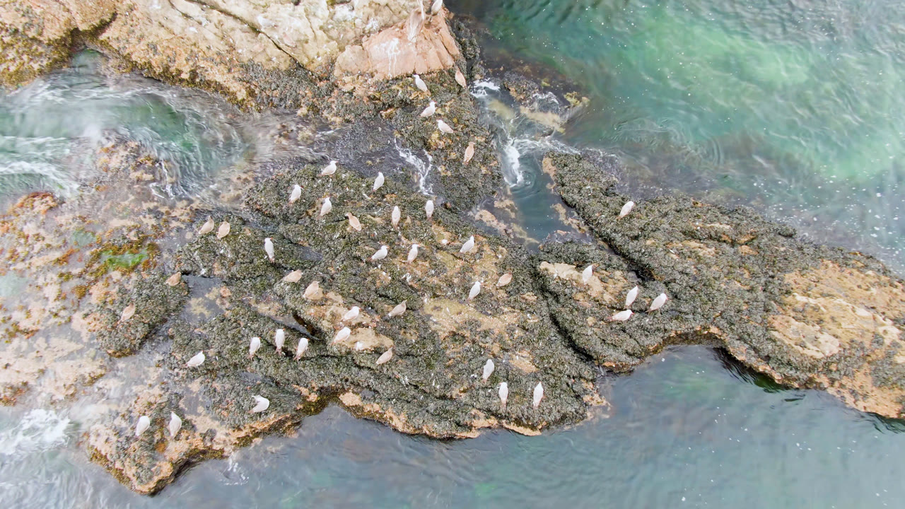 White birds grouped on rocks as water washes around the shoreline.
