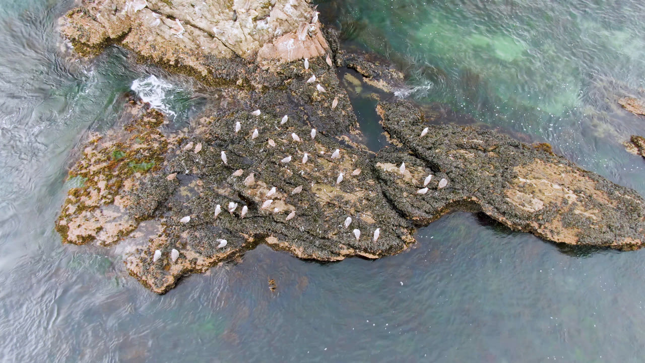 Overhead view in Bahia Ascuncion of white birds scattered across dark shoreline rocks with blue-green water around them and no visible people.