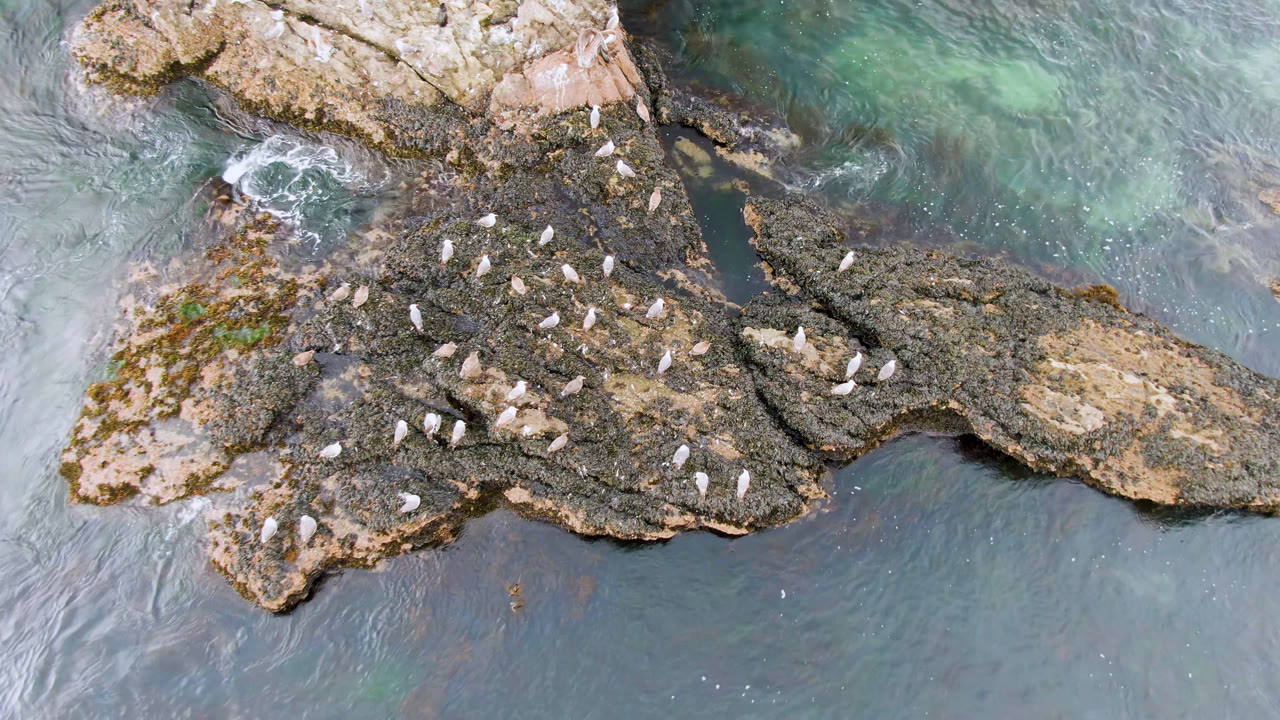 Overhead Bahia Ascuncion frame with the main bird cluster on dark rocks, tan stone at the top edge, green shallows, and no visible people.
