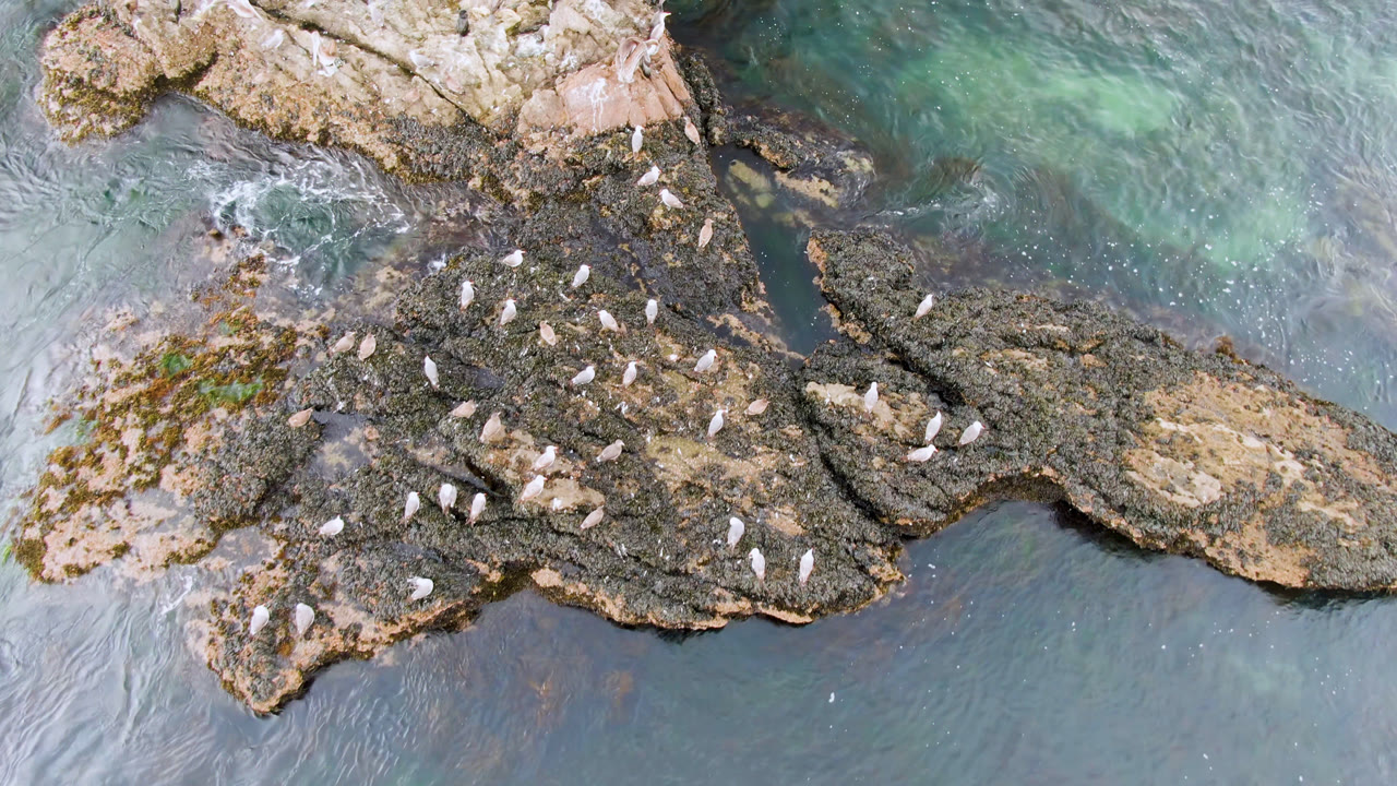 Birds resting on uneven rocks between turquoise water and tan stone.