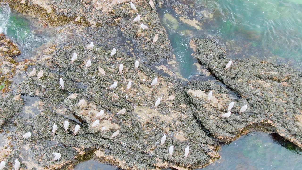 Aerial view of white birds spread across rough rocks and tide pools beside turquoise water in Bahia Ascuncion, Baja California Sur, with no visible people.
