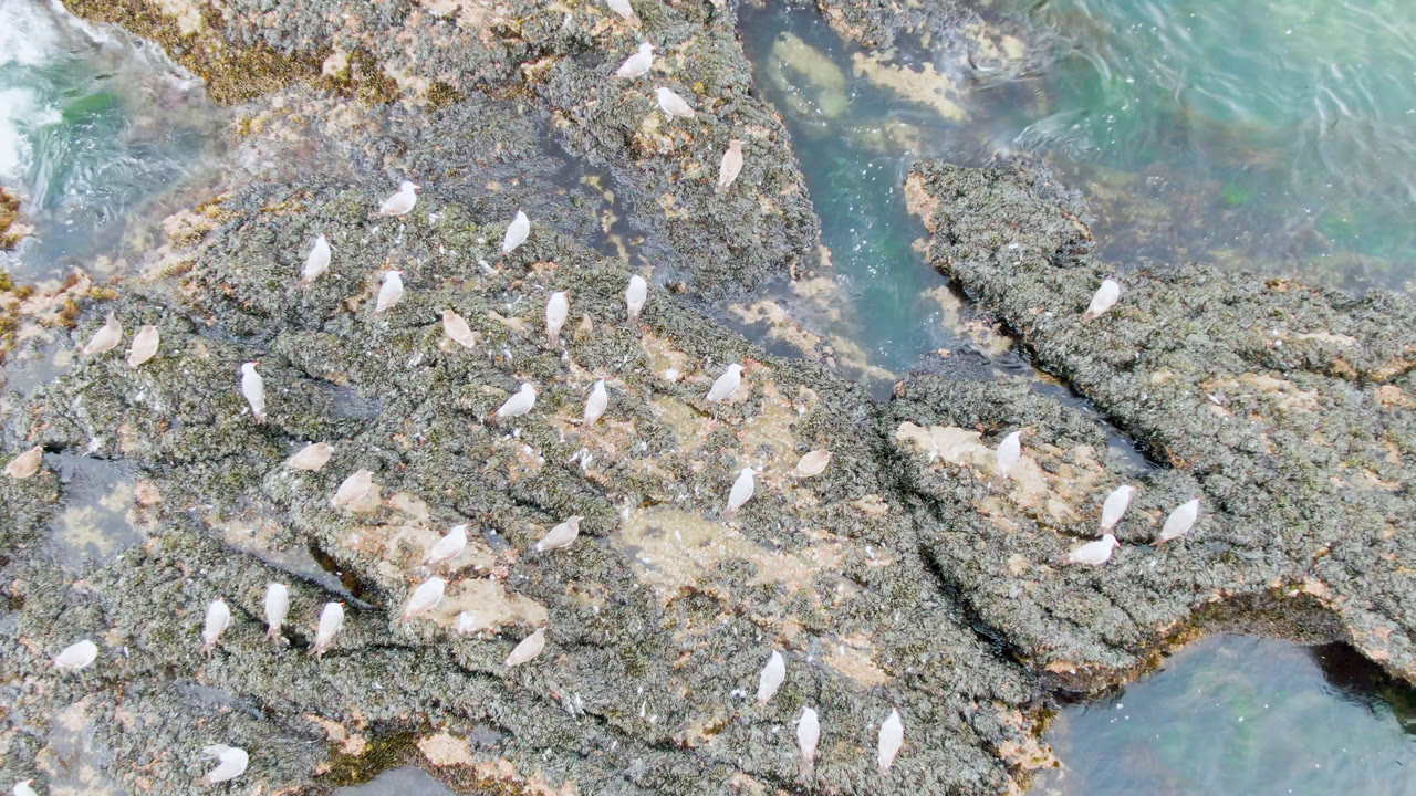 White birds remain scattered over gray and tan rocks near shallow green-blue water in Bahia Ascuncion, Baja California Sur, with no visible people.