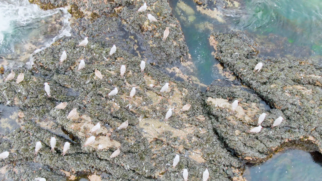 Foam and turquoise water beside bird-covered rocks