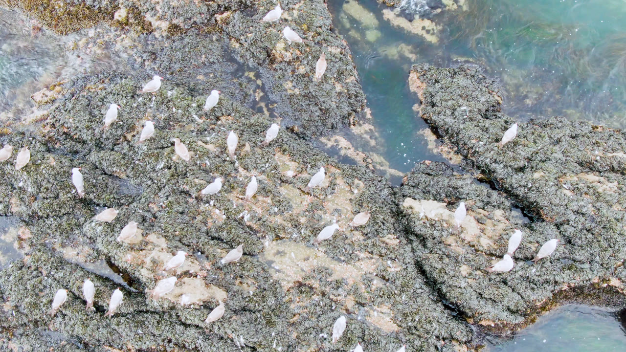 Overhead view in Bahia Ascuncion, Baja California Sur, showing many white birds scattered on rough coastal rocks beside clear turquoise water, with no visible people.