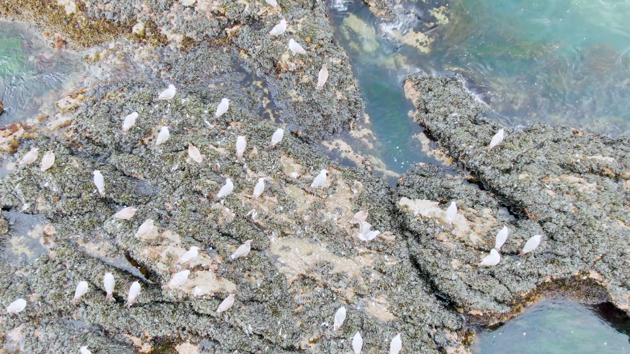 Aerial frame from Bahia Ascuncion with white birds grouped across jagged intertidal rocks, pale shell marks, and blue-green water at the upper edge, with no visible people.