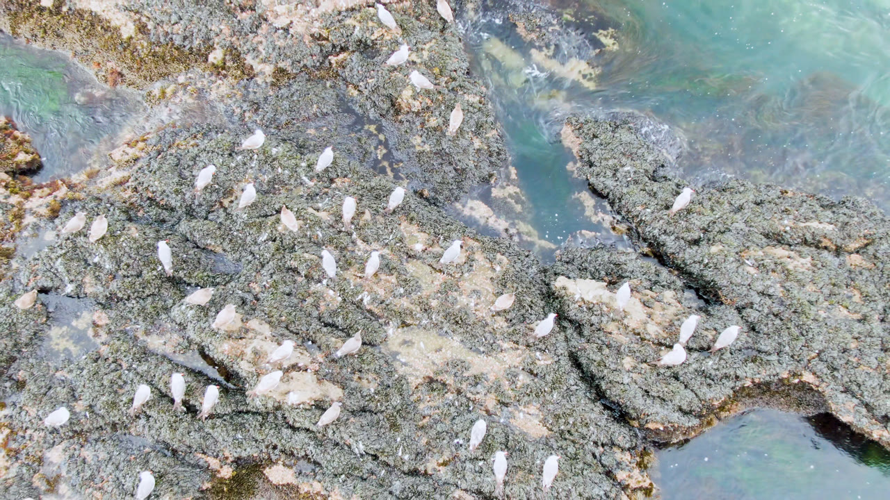 Birds standing on dark rocks with small pools of clear coastal water.