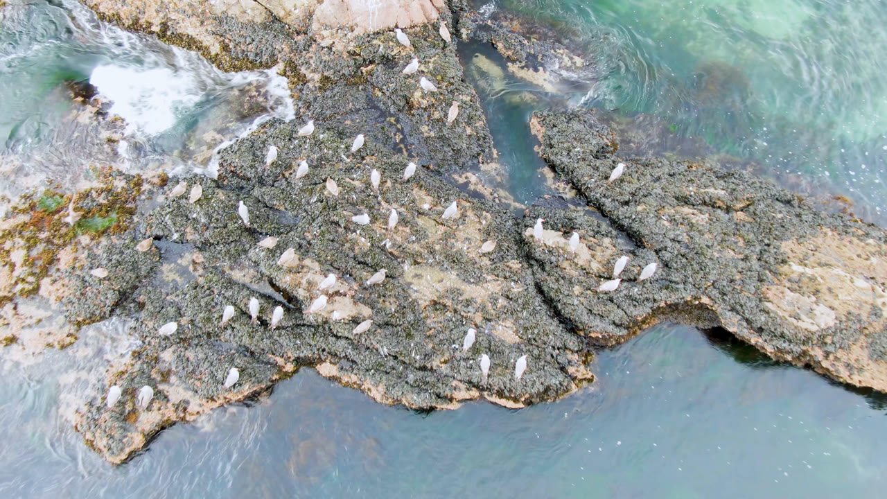 Overhead frame from Bahia Ascuncion, Baja California Sur, showing white birds scattered on dark coastal rocks with pale blue water above and below, no visible people.