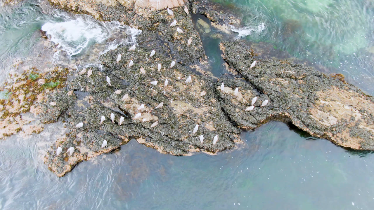 Aerial Bahia Ascuncion view with resting white birds clustered across jagged dark rocks, small tide pools, and a white foam patch near the upper waterline, no visible people.
