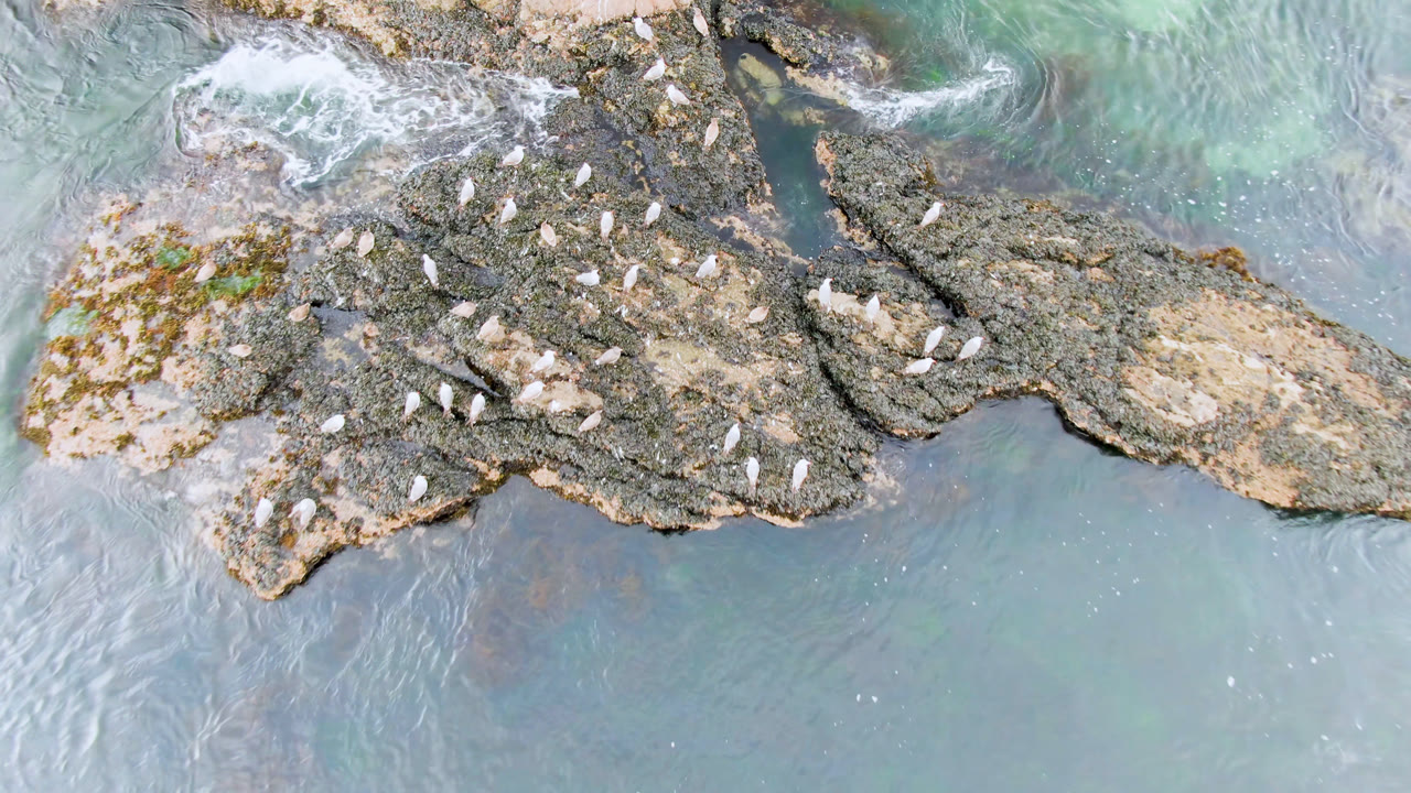 Birds sit on a dark rock shelf between blue-green water channels.