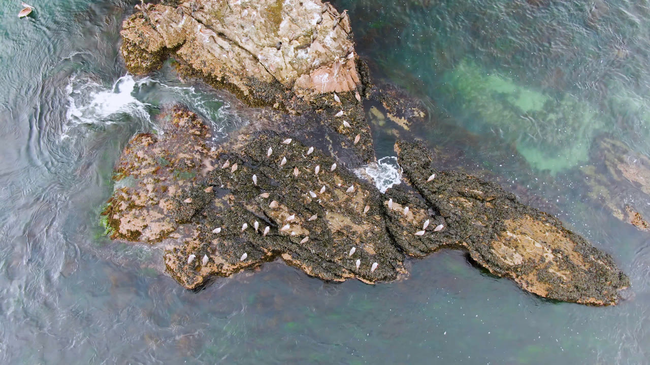 Overhead frame from Bahia Ascuncion shows many pale birds perched on dark rocks surrounded by teal gray water, with no visible people.