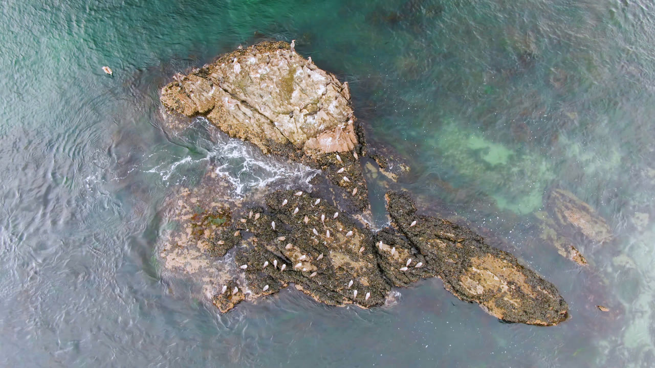 Overhead view of birds perched on a rocky outcrop in Bahia Ascuncion, Baja California Sur, Mexico, with teal water around the rocks and no visible people.