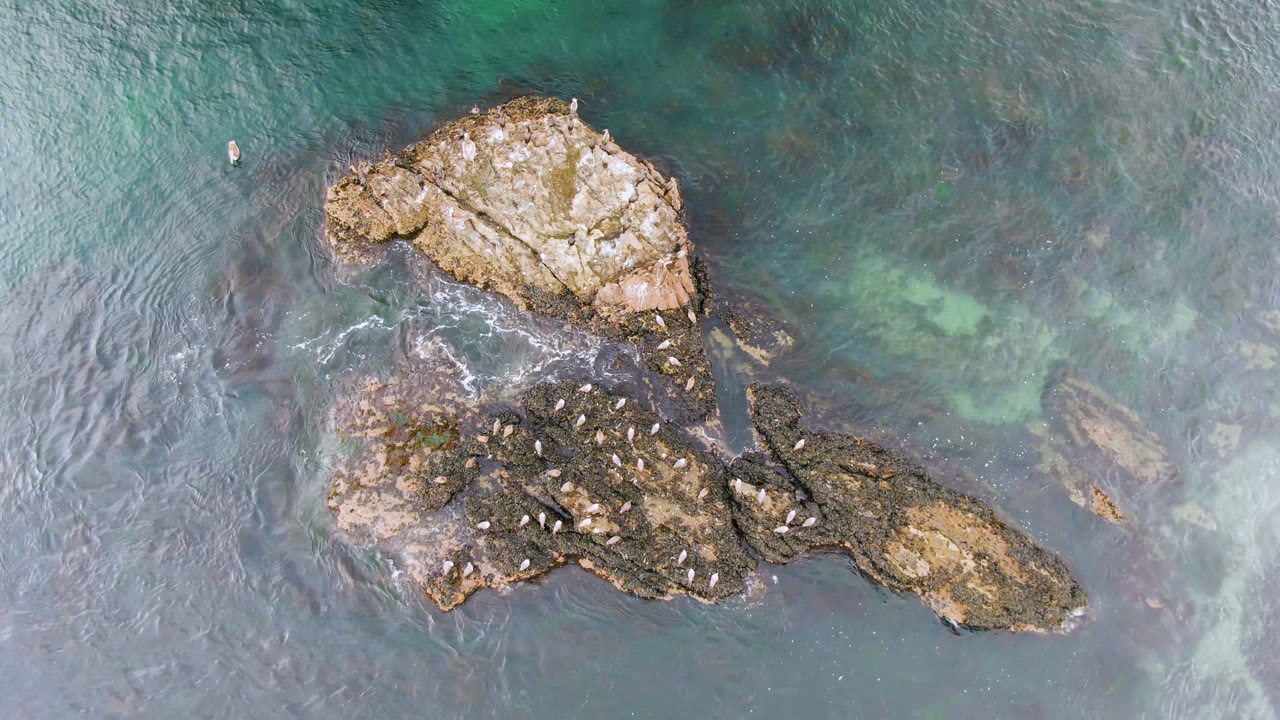 Birds remain clustered across the dark rock in Bahia Ascuncion as rippled gray-green water and pale submerged patches surround the outcrop, with no visible people.