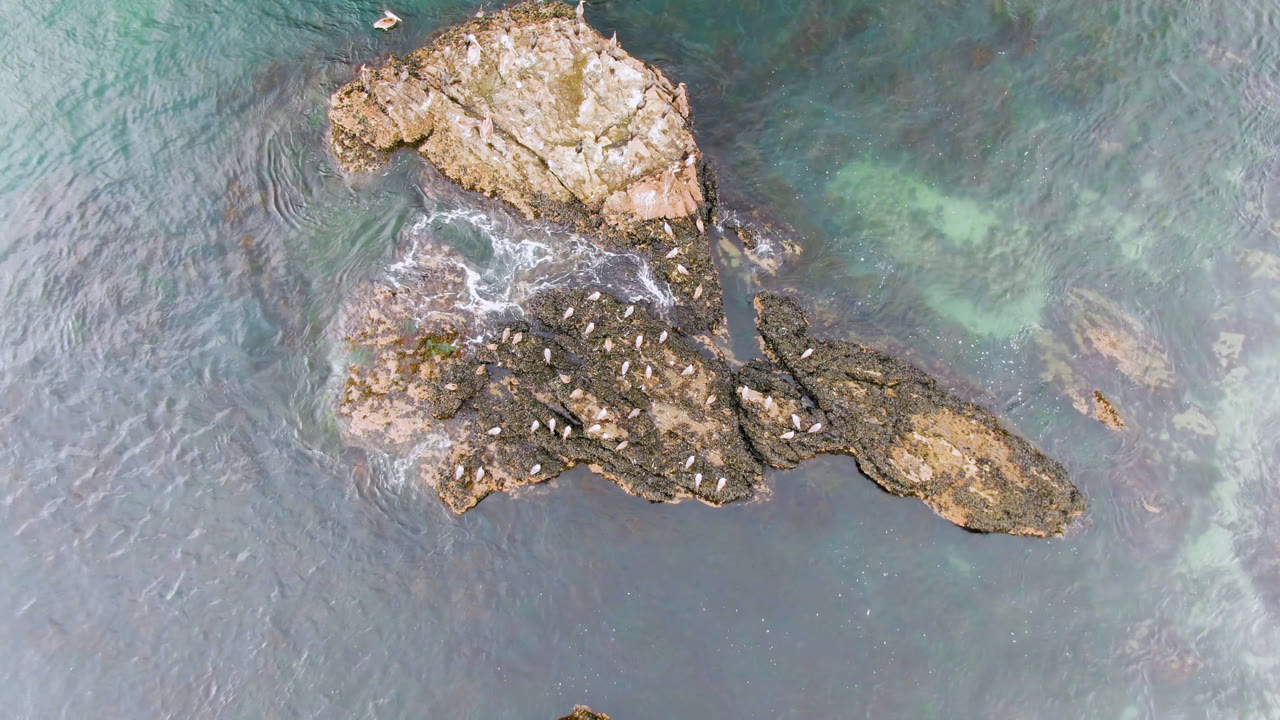 Top-down view of rocky outcrops in Bahia Ascuncion surrounded by blue-green water, with white birds gathered on the rocks and no visible people.