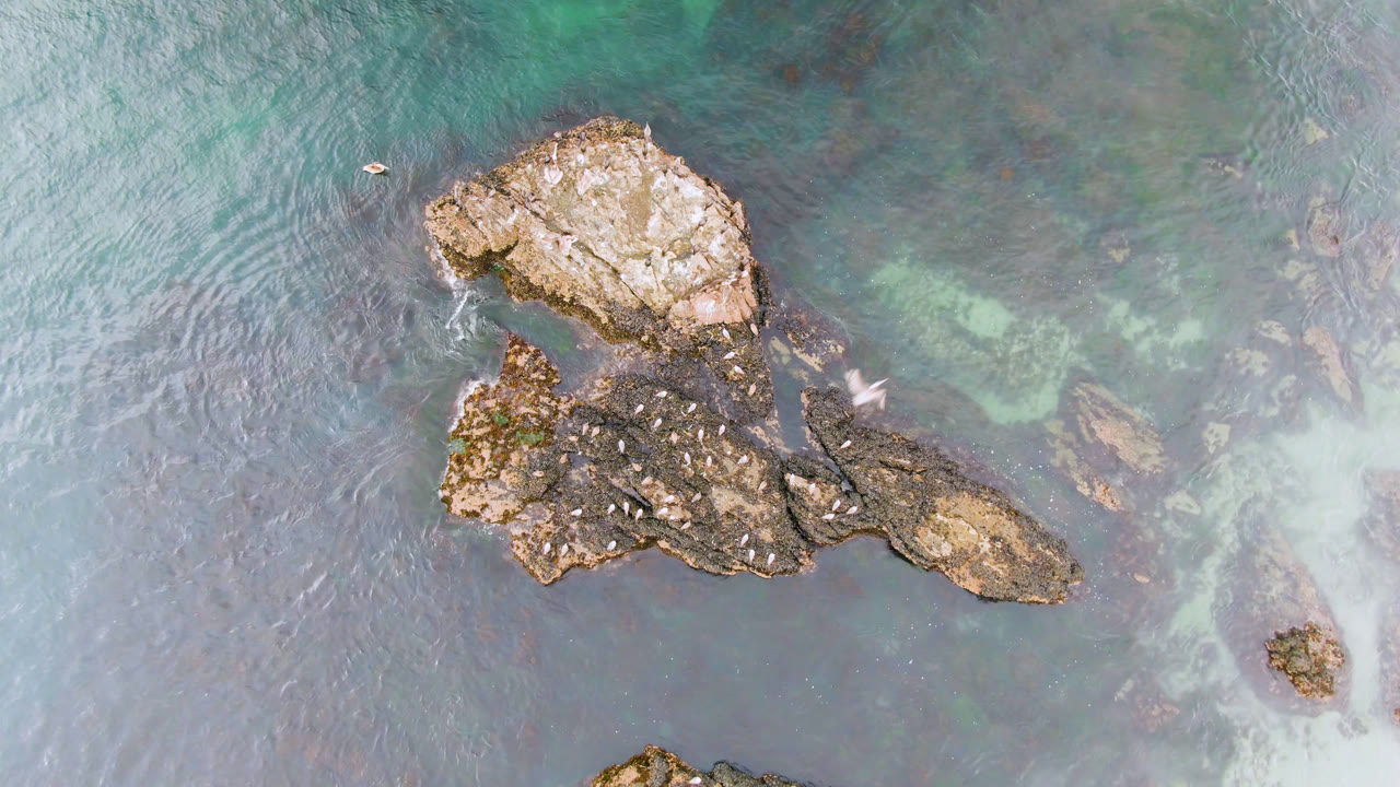 Overhead drone frame of rocky outcrops in turquoise and gray-blue water at Bahia Ascuncion, Baja California Sur, with small birds near the water and no visible people.