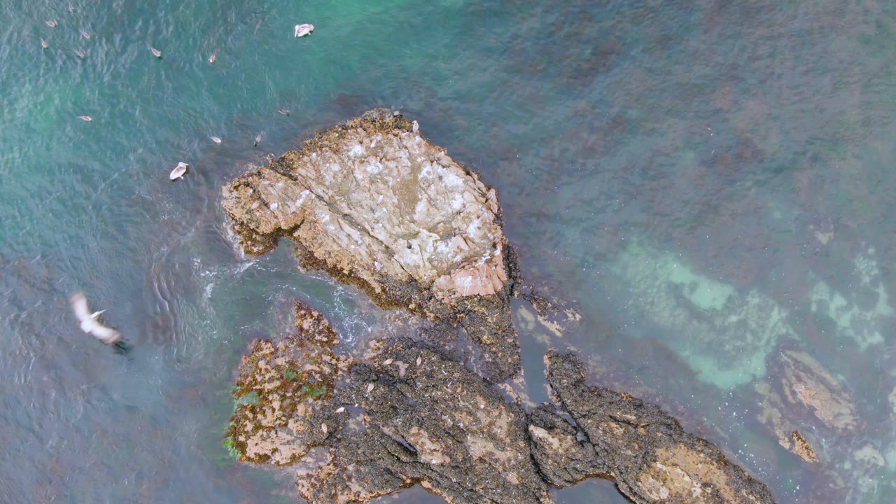Overhead view of teal water and pale rocky outcrops at Bahia Ascuncion, Baja California Sur, with small birds over the water and no visible people.