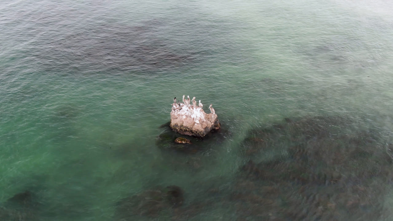 Overhead view in Bahia Ascuncion of pale birds gathered on a small rock surrounded by green ocean water and dark submerged patches, with no visible people.