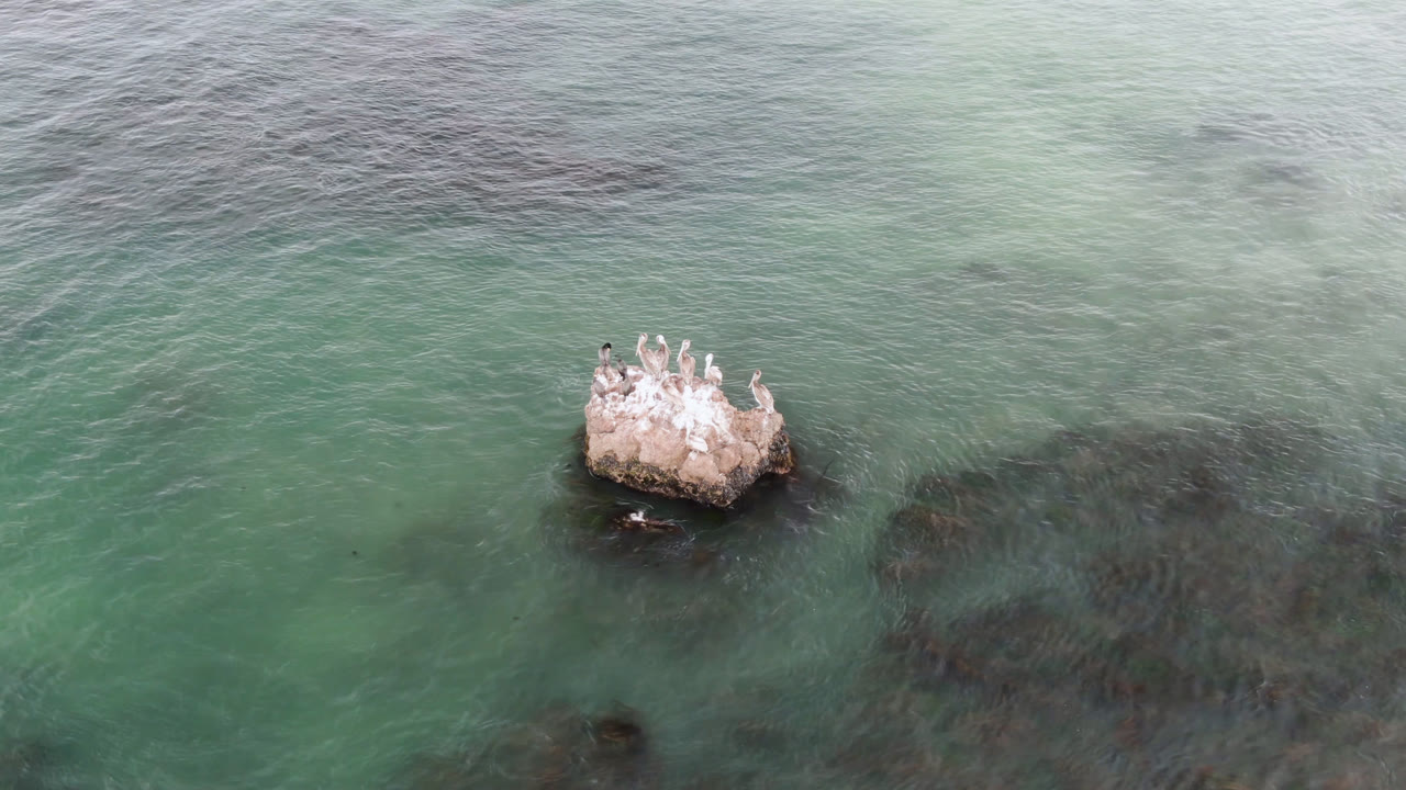 Birds on a white-streaked rock with shallow ocean around it.