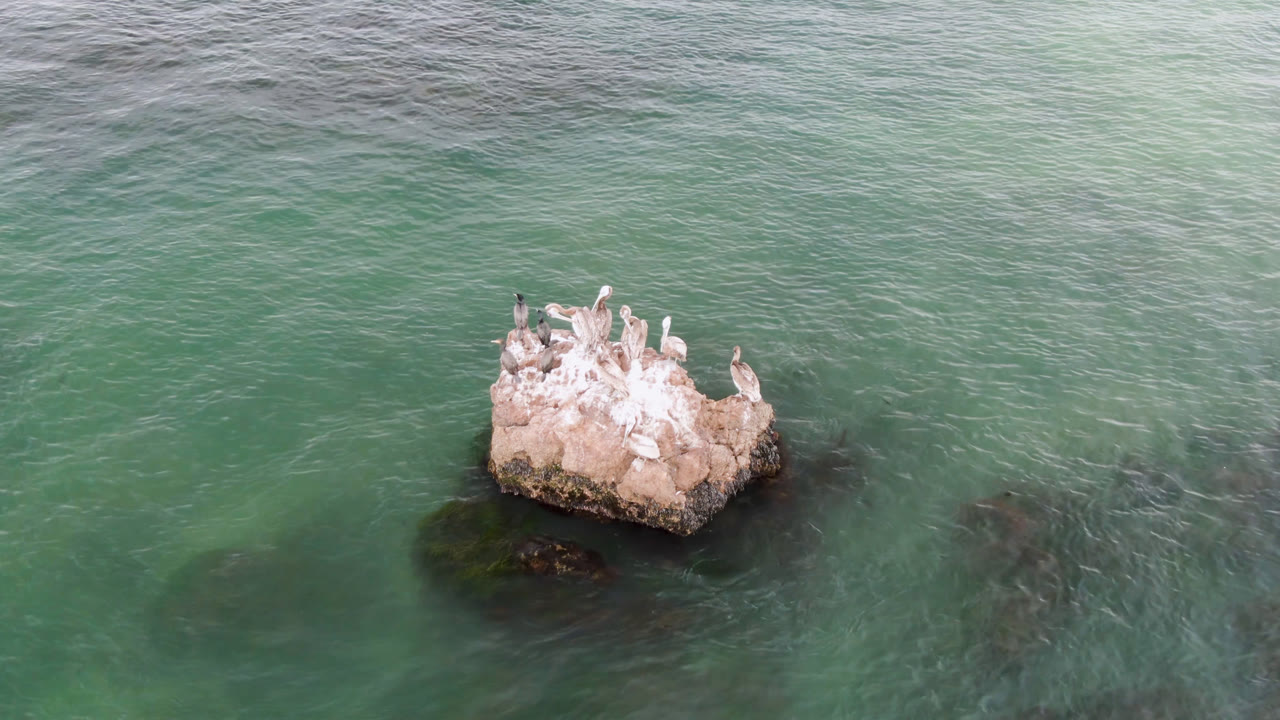 Cluster of birds on a pale rock with rippled water around it.