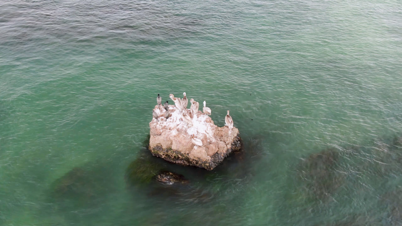 Aerial frame of birds resting on a pale rock in Bahia Ascuncion water, with darker underwater shapes near the lower edge and no visible people.