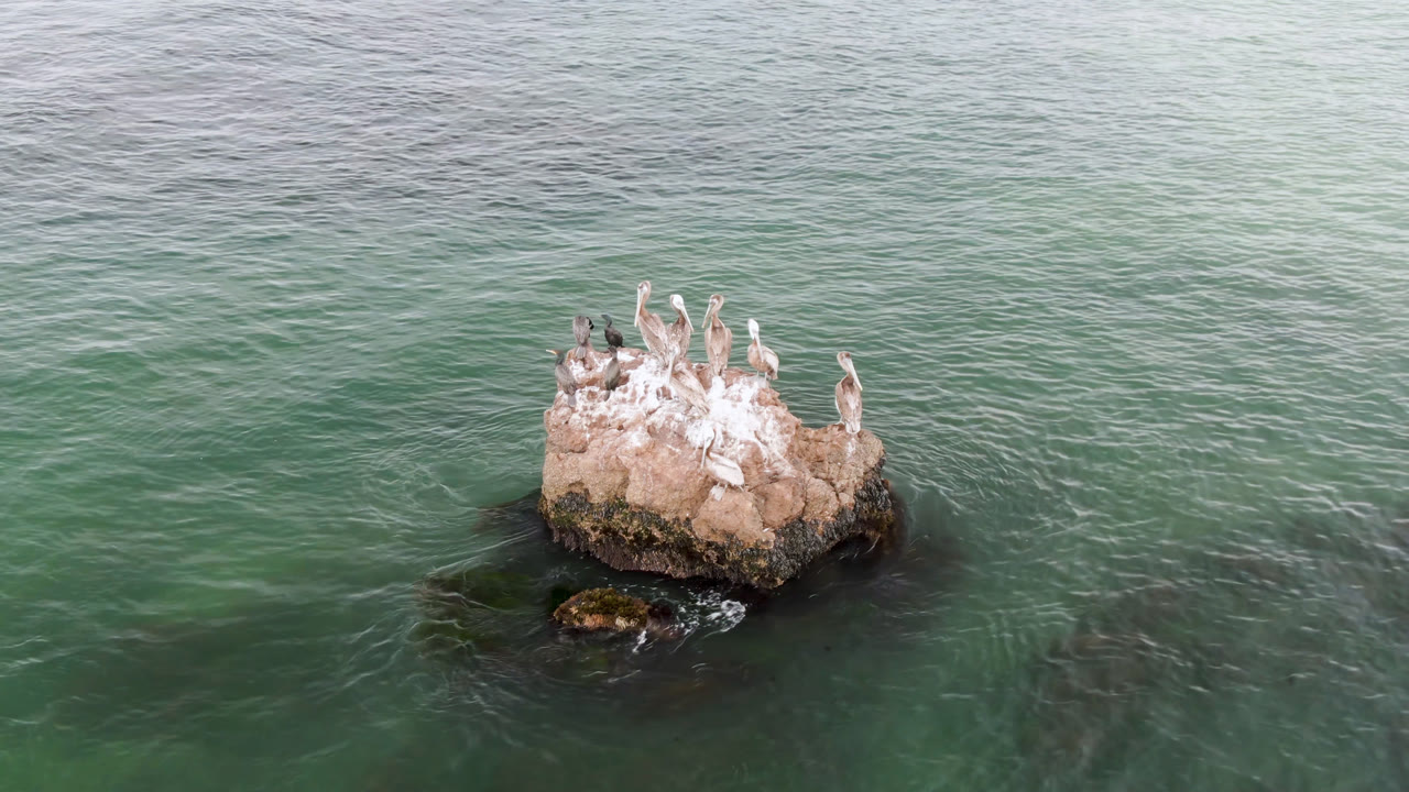 Seabirds sitting on an offshore rock in green water.