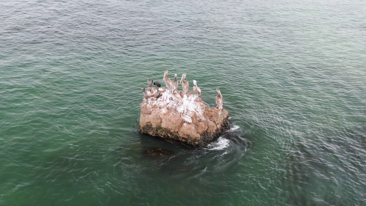 At 0:00, many birds perch on a small rock in the green ocean at Bahia Ascuncion, Baja California Sur, with white water around the base and no visible people.