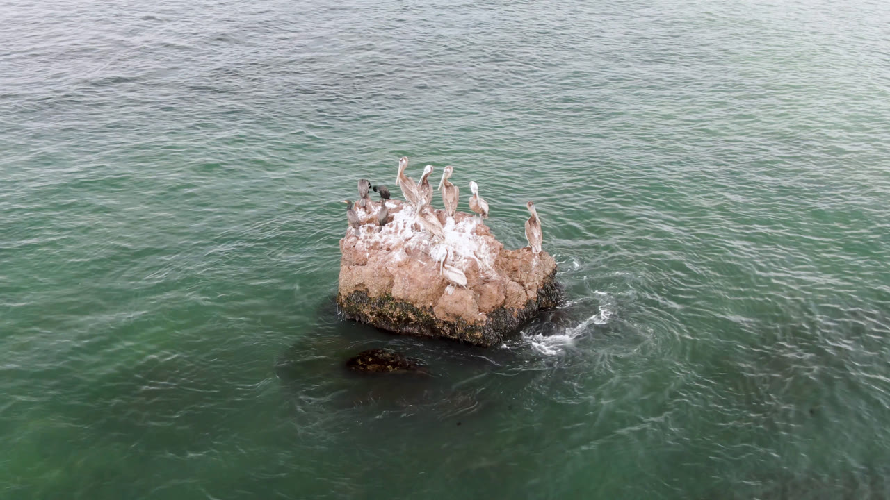 Birds on a rock with textured ocean water around them.