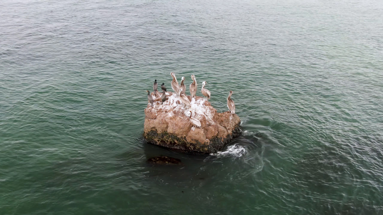 Several birds perch on a tan rock surrounded by green ocean water in Bahia Ascuncion, Baja California Sur, with no visible people.