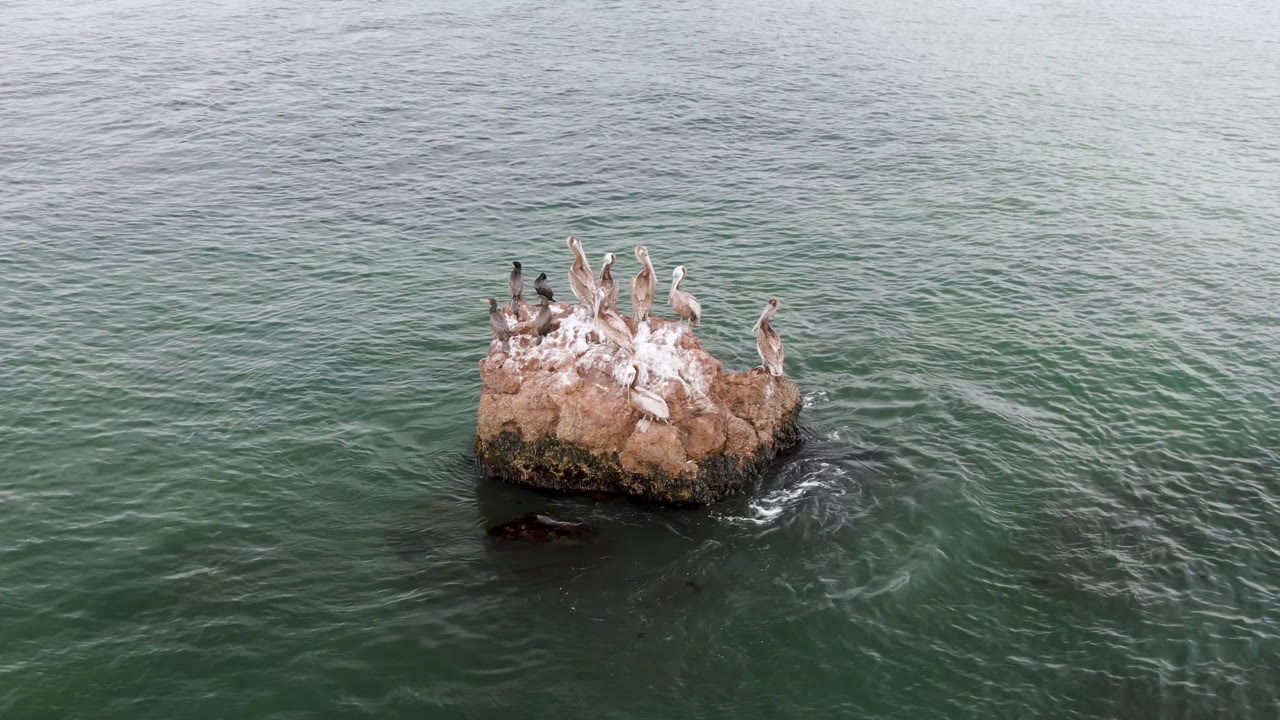 The bird group stays perched on the rough rock while a small curl of white water forms beside it in Bahia Ascuncion, with no visible people.