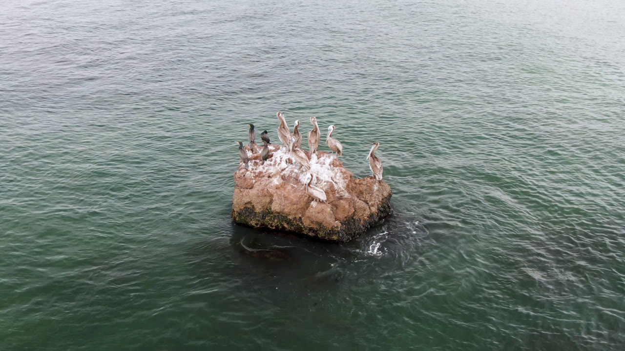 Seabirds sit on a rock with open water behind them.