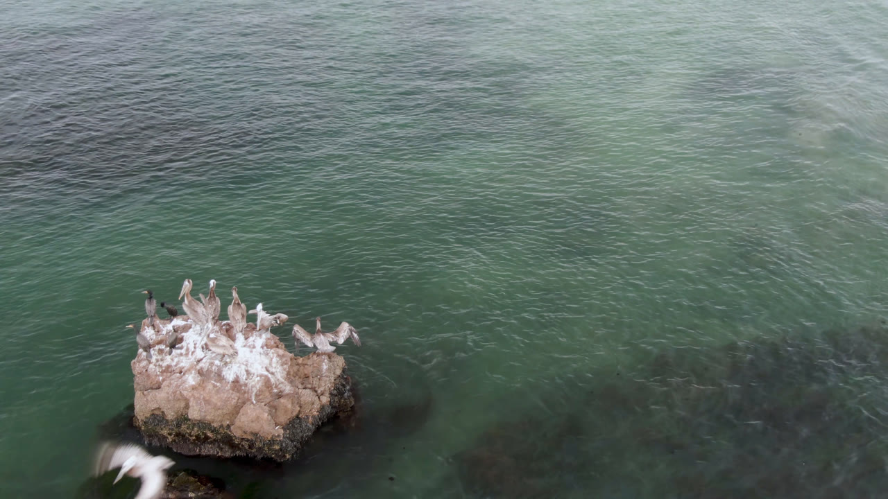 Birds cluster on a pale offshore rock in Bahia Ascuncion, Baja California Sur, with green-blue water around them and no visible people.