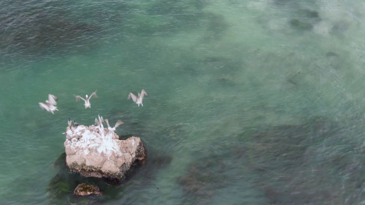 Several birds lift off from a rock in shallow water