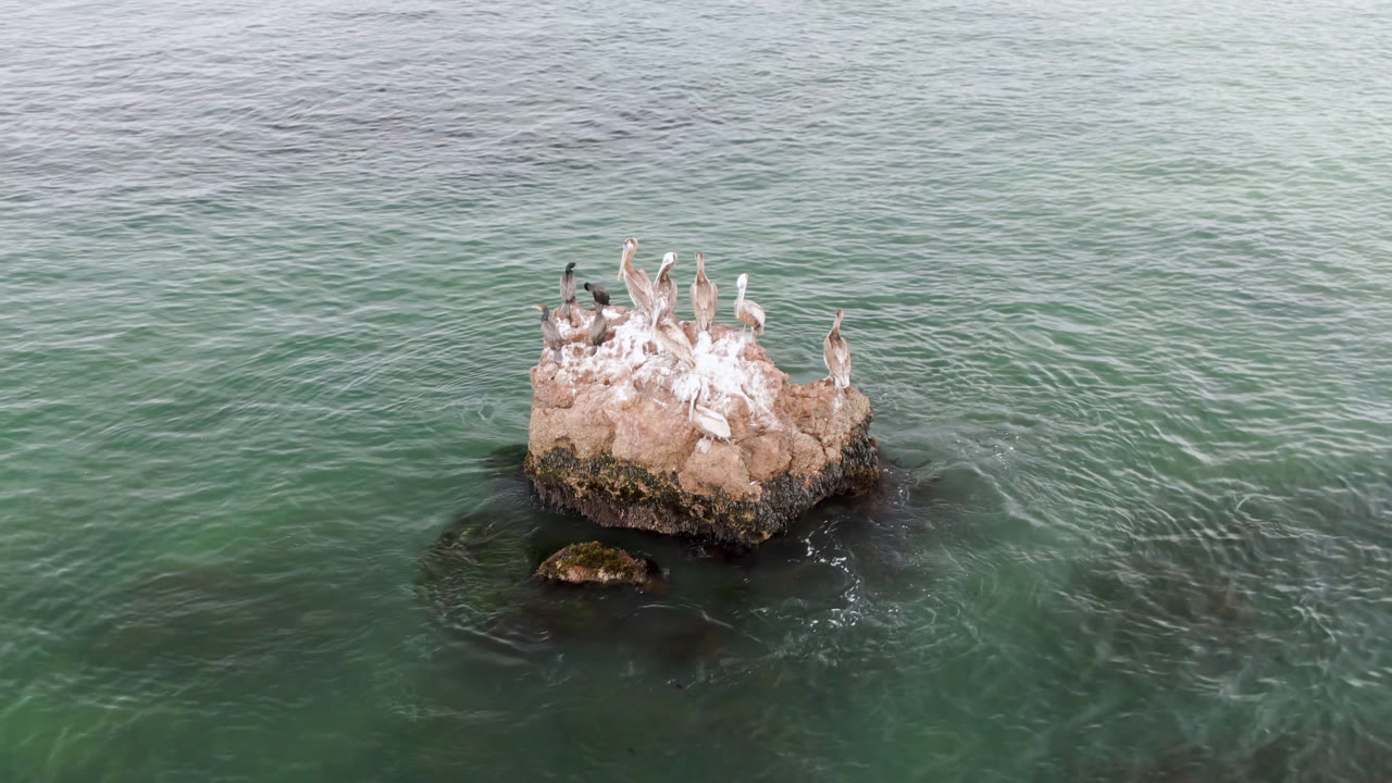 At 0:00, birds rest on a guano-marked rock in green ocean water at Bahia Ascuncion, Baja California Sur, with no visible people.