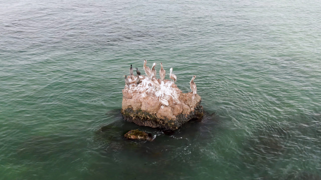 At 0:01, the rocky outcrop sits slightly farther right in frame while pale and dark birds remain perched above rippled Bahia Ascuncion water, with no visible people.