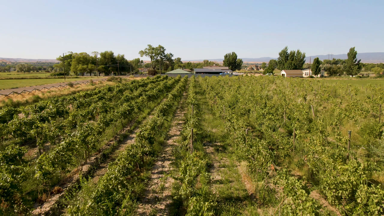 Wide view of crop rows in Palisades, Colorado, with green plants, dry soil paths, farm buildings, trees, distant hills, and no visible people.