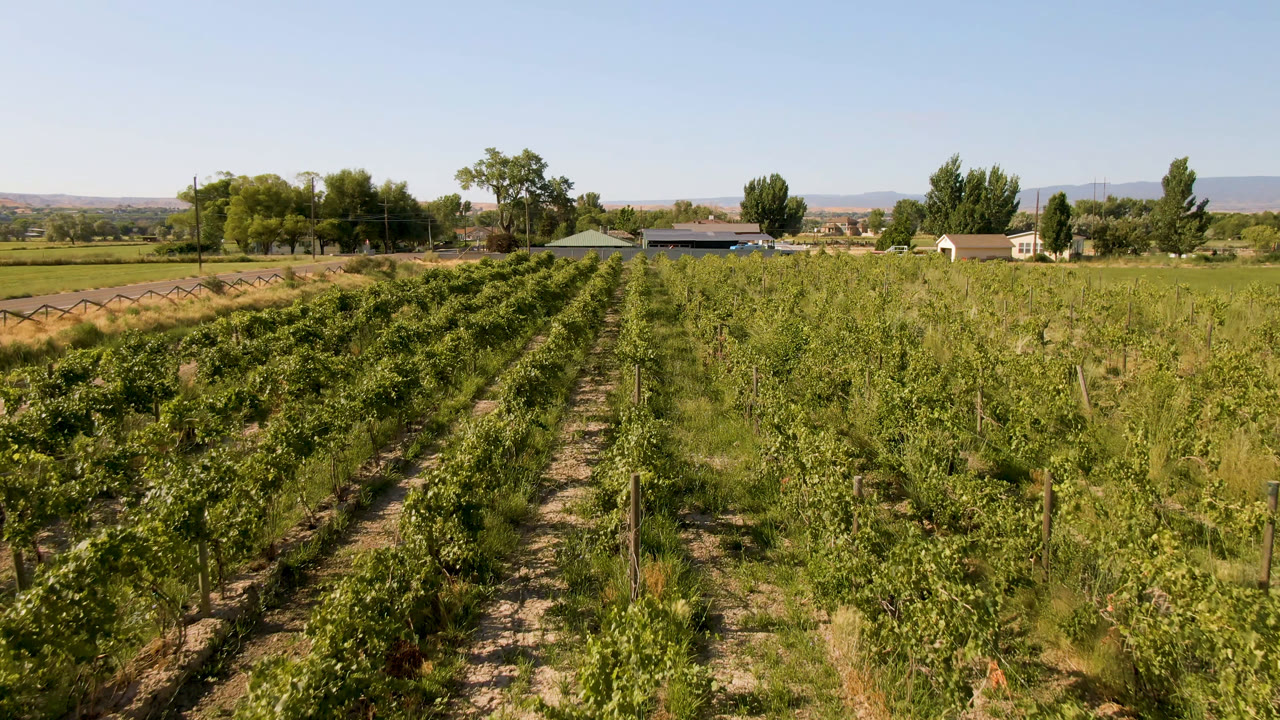 A wide elevated view shows dense green crop rows, upright posts, a line of trees, distant buildings, and no visible people in Palisades, Colorado.