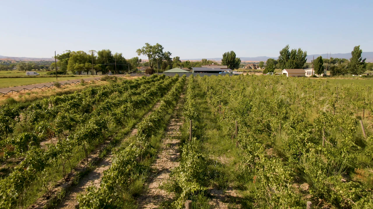 Wide view of crop rows in Palisades, Colorado, with tall green plants in the foreground, farm buildings and trees beyond, distant hills, and no visible people.