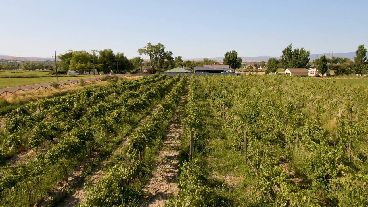 Sunlit Palisades farm rows fill the foreground, with taller unmanaged vegetation to one side, a few rural buildings, tree clusters, low hills, and no visible people.